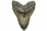 Serrated, Fossil Megalodon Tooth - South Carolina #310011-1